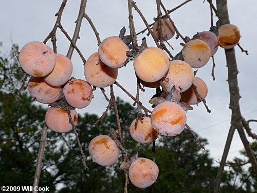 Common Persimmon (Diospyros virginiana) fruit