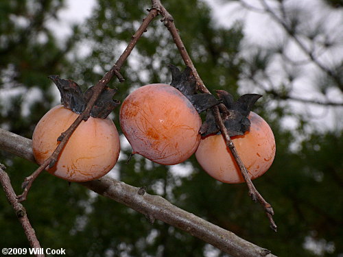 Common Persimmon (Diospyros virginiana) fruit