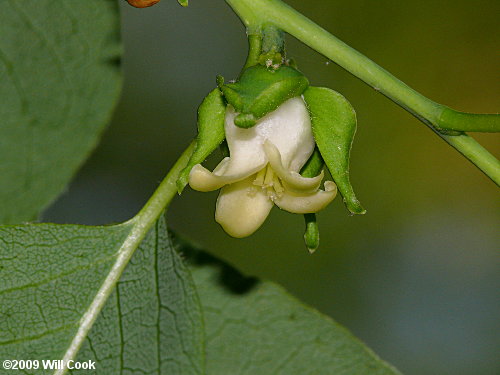 Common Persimmon (Diospyros virginiana) flower