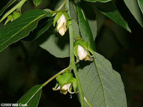 Common Persimmon (Diospyros virginiana) flowers