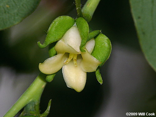 Common Persimmon (Diospyros virginiana) flower
