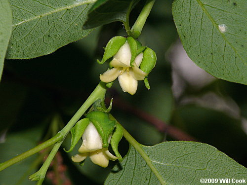 Common Persimmon (Diospyros virginiana) flowers