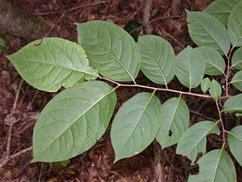 Common Persimmon (Diospyros virginiana)