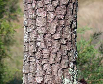 Common Persimmon (Diospyros virginiana) bark