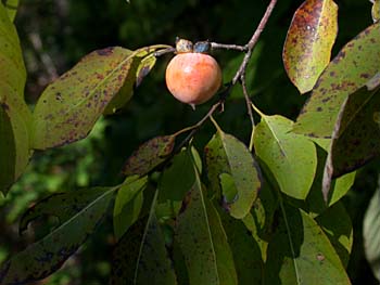 Common Persimmon (Diospyros virginiana)