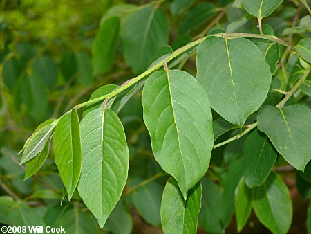 Common Persimmon (Diospyros virginiana)