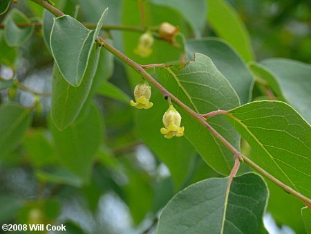 Common Persimmon (Diospyros virginiana)