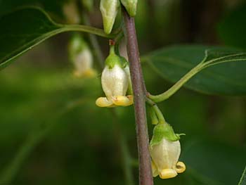 Common Persimmon (Diospyros virginiana) flowers