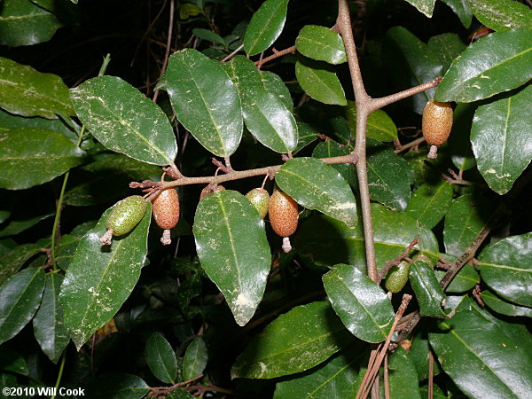 Autumn-Olive (Elaeagnus umbellata var. parvifolia)