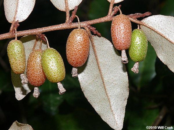 Autumn-Olive (Elaeagnus umbellata var. parvifolia)