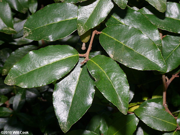 Autumn-Olive (Elaeagnus umbellata var. parvifolia)