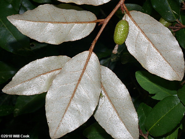 Autumn-Olive (Elaeagnus umbellata var. parvifolia)