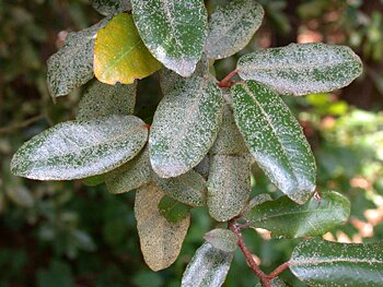 Thorny-Olive (Elaeagnus pungens)