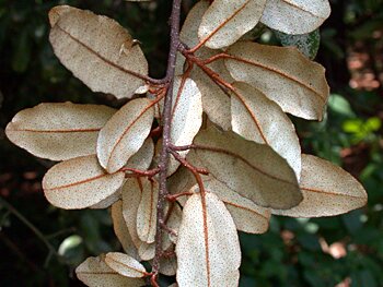 Thorny-Olive (Elaeagnus pungens)