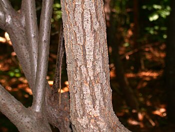 Thorny-Olive (Elaeagnus pungens)