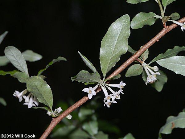 Autumn-Olive (Elaeagnus umbellata var. parvifolia) flowers