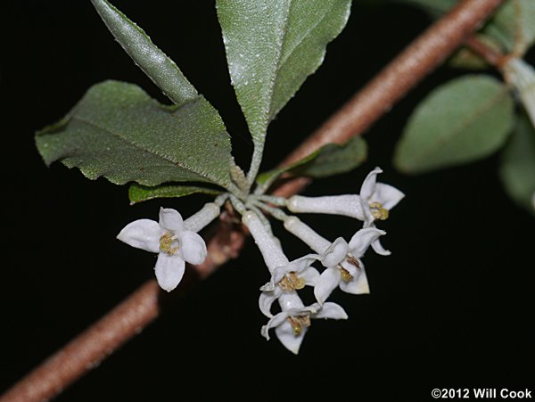 Autumn-Olive (Elaeagnus umbellata var. parvifolia) flowers