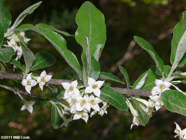 Autumn-Olive (Elaeagnus umbellata var. parvifolia) flowers