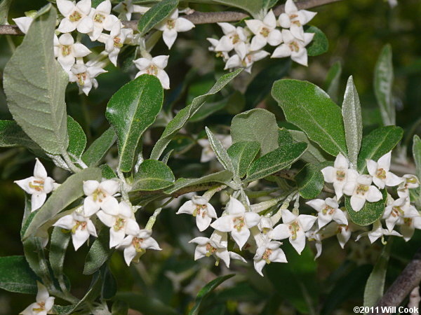 Autumn-Olive (Elaeagnus umbellata var. parvifolia) flowers