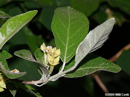 Autumn-Olive (Elaeagnus umbellata var. parvifolia) flowers