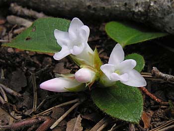 Trailing Arbutus (Epigaea repens)