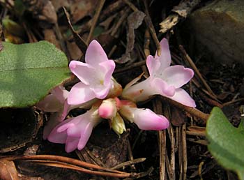 Trailing Arbutus (Epigaea repens)