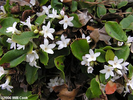 Trailing Arbutus (Epigaea repens)