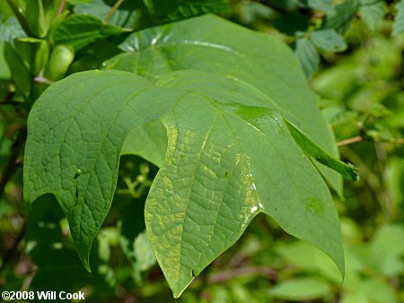 Tuliptree (Liriodendron tulipifera)