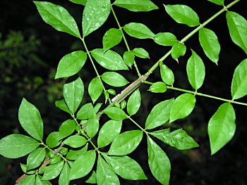 Winged Burning Bush (Euonymus alatus)