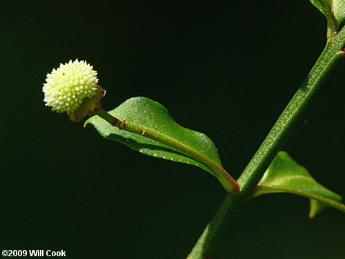 Strawberry Bush (Euonymus americanus)