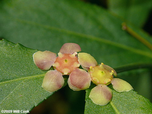 Strawberry Bush (Euonymus americanus)