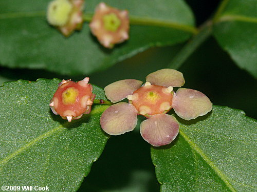 Strawberry Bush (Euonymus americanus)