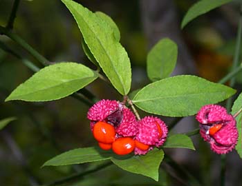 Strawberry Bush (Euonymus americanus)