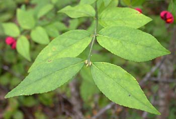 Strawberry Bush (Euonymus americanus)