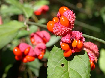 Strawberry Bush (Euonymus americanus)