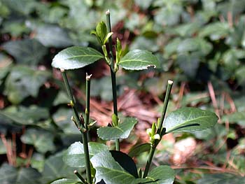 Winter Creeper (Euonymus fortunei var. radicans)