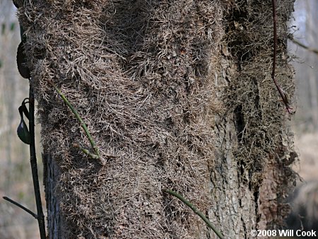 Winter Creeper (Euonymus fortunei var. radicans) bark