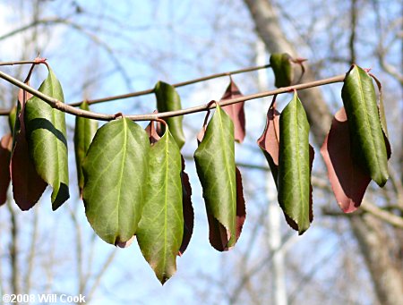 Winter Creeper (Euonymus fortunei var. radicans) leaves