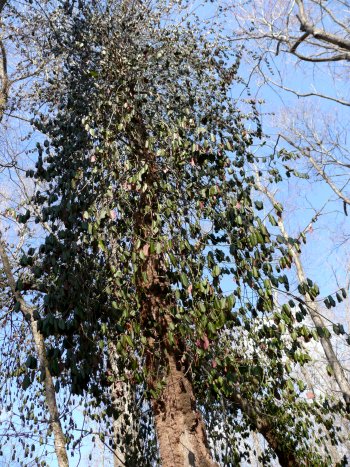 Winter Creeper (Euonymus fortunei var. radicans)