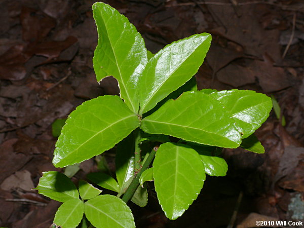 Japanese Spindle-tree (Euonymus japonicus)