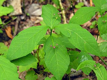 Running Strawberry-bush (Euonymus obovatus)