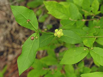 Running Strawberry-bush (Euonymus obovatus)