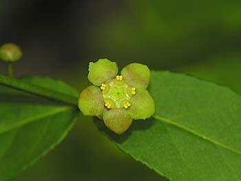 Running Strawberry-bush (Euonymus obovatus) flower