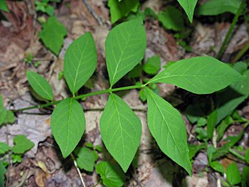 Running Strawberry-bush (Euonymus obovatus) leaf