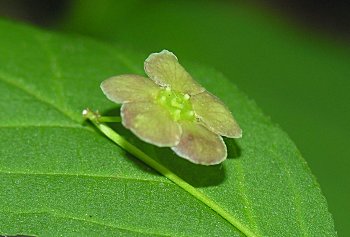 Running Strawberry-bush (Euonymus obovatus) flower