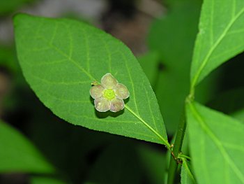 Running Strawberry-bush (Euonymus obovatus) flower