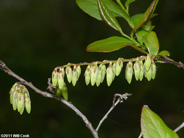 Coastal Fetterbush (Eubotrys racemosa) flowers