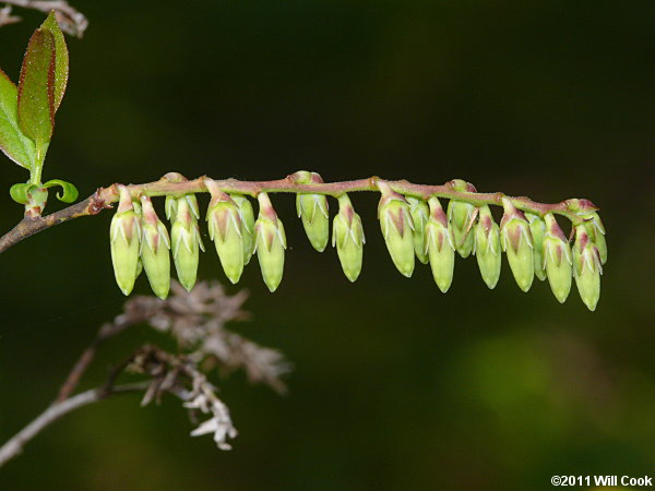 Coastal Fetterbush (Eubotrys racemosa) flowers