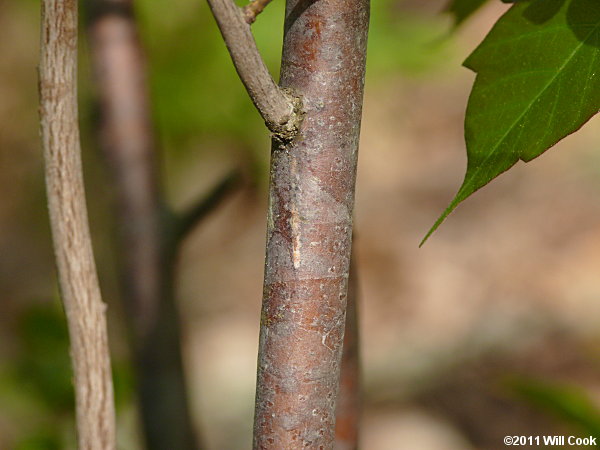 Coastal Fetterbush (Eubotrys racemosa) bark