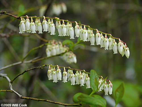Coastal Fetterbush (Eubotrys racemosa) flowers